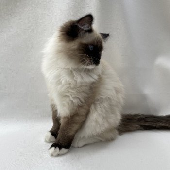 chaton Ragdoll seal point mitted Uline Blanc Les Ragdolls de la Croisette chaton Ragdoll seal point mitted Uline Blanc Les Ragdolls de la Croisette