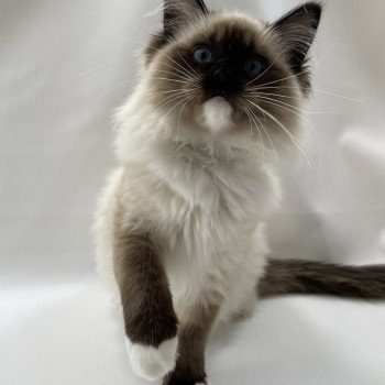 chaton Ragdoll seal point mitted Uline Blanc Les Ragdolls de la Croisette chaton Ragdoll seal point mitted Uline Blanc Les Ragdolls de la Croisette