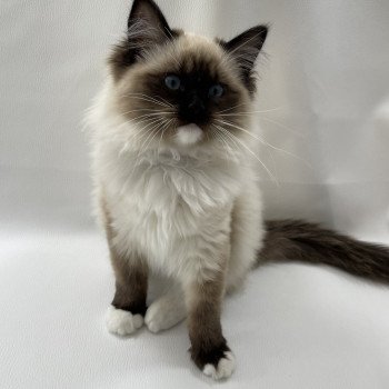 chaton Ragdoll seal point mitted Uline Blanc Les Ragdolls de la Croisette chaton Ragdoll seal point mitted Uline Blanc Les Ragdolls de la Croisette
