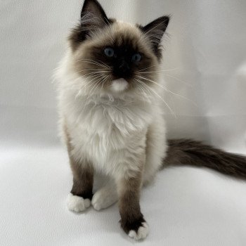 chaton Ragdoll seal point mitted Uline Blanc Les Ragdolls de la Croisette