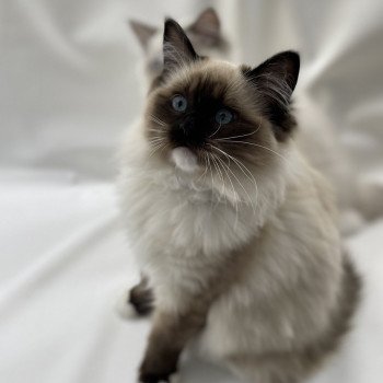 chaton Ragdoll seal point mitted Uline Blanc Les Ragdolls de la Croisette