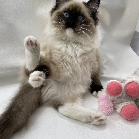 chaton Ragdoll seal point mitted Uline Blanc Les Ragdolls de la Croisette