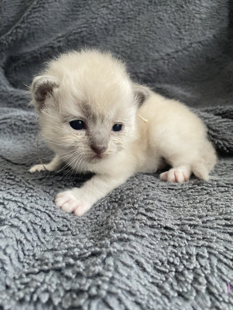 Blanc De La Croisette Femelle Ragdoll