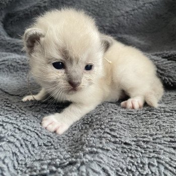 chaton Ragdoll blue mink mitted Blanc Les Ragdolls de la Croisette