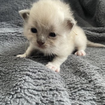 chaton Ragdoll blue mink mitted Blanc Les Ragdolls de la Croisette