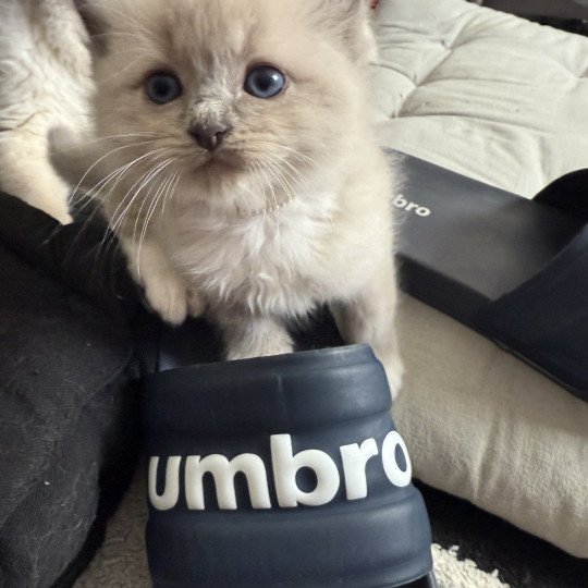 chaton Ragdoll blue mink mitted Blanc Les Ragdolls de la Croisette