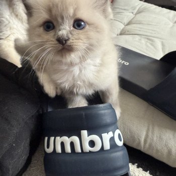 chaton Ragdoll blue mink mitted Blanc Les Ragdolls de la Croisette chaton Ragdoll blue mink mitted Blanc Les Ragdolls de la Croisette