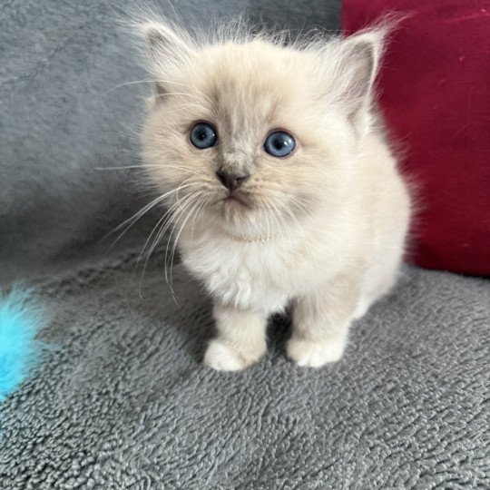 chaton Ragdoll blue mink mitted Blanc Les Ragdolls de la Croisette