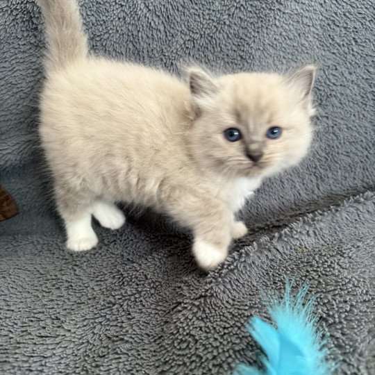 chaton Ragdoll blue mink mitted Blanc Les Ragdolls de la Croisette