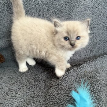 chaton Ragdoll blue mink mitted Blanc Les Ragdolls de la Croisette chaton Ragdoll blue mink mitted Blanc Les Ragdolls de la Croisette