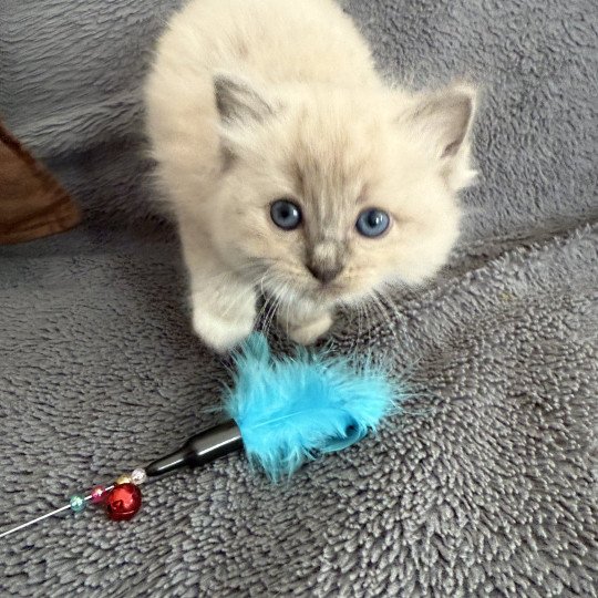 chaton Ragdoll blue mink mitted Blanc Les Ragdolls de la Croisette