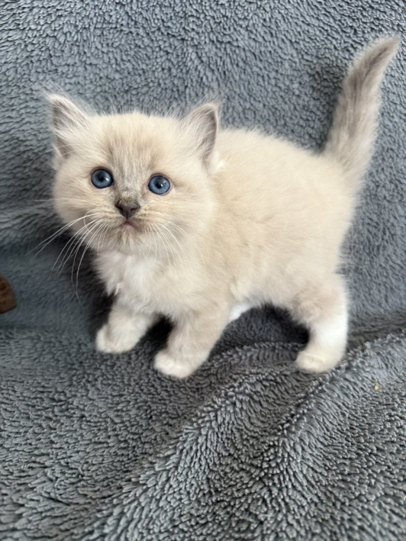 Abby De La Croisette Femelle Ragdoll