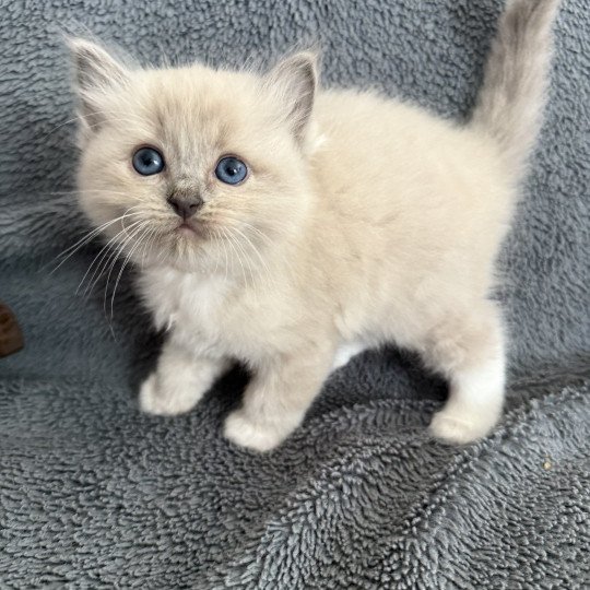 Blanc De La Croisette Femelle Ragdoll