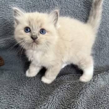 Blanc De La Croisette Femelle Ragdoll