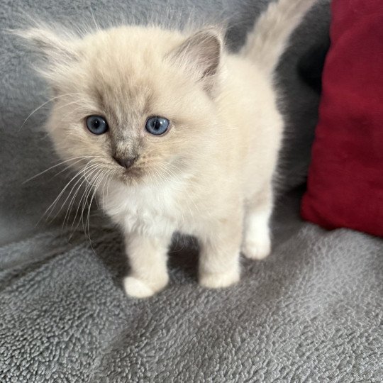 chaton Ragdoll blue mink mitted Blanc Les Ragdolls de la Croisette