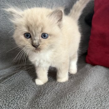 chaton Ragdoll blue mink mitted Blanc Les Ragdolls de la Croisette chaton Ragdoll blue mink mitted Blanc Les Ragdolls de la Croisette