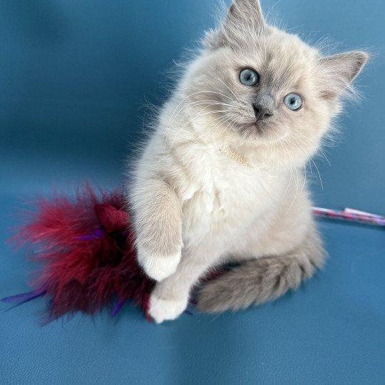 chaton Ragdoll blue mink mitted Abby Les Ragdolls de la Croisette