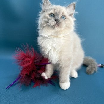 chaton Ragdoll blue mink mitted Abby Les Ragdolls de la Croisette chaton Ragdoll blue mink mitted Abby Les Ragdolls de la Croisette
