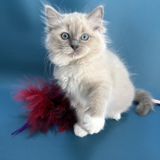 chaton Ragdoll blue mink mitted Abby Les Ragdolls de la Croisette