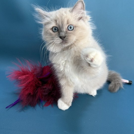 chaton Ragdoll blue mink mitted Abby Les Ragdolls de la Croisette