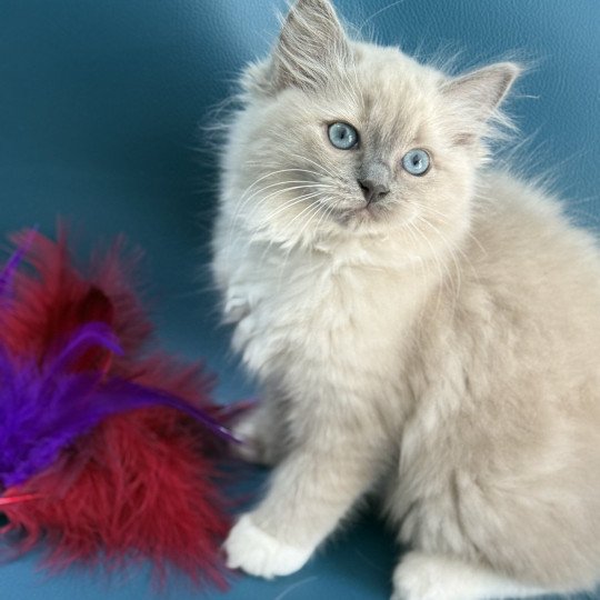 chaton Ragdoll blue mink mitted Abby Les Ragdolls de la Croisette