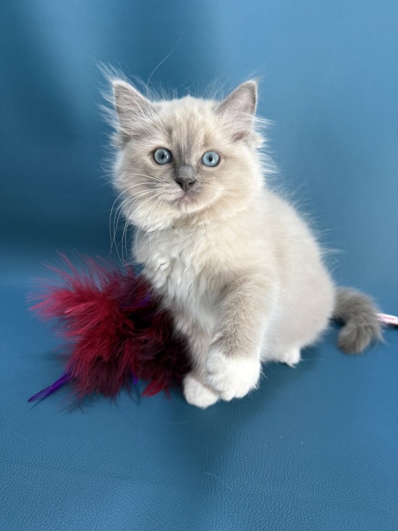 Abby De La Croisette Femelle Ragdoll