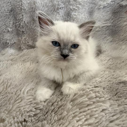 chaton Ragdoll blue point mitted Blanc Les Ragdolls de la Croisette