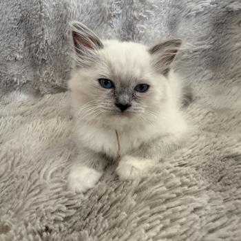 chaton Ragdoll blue point mitted Blanc Les Ragdolls de la Croisette