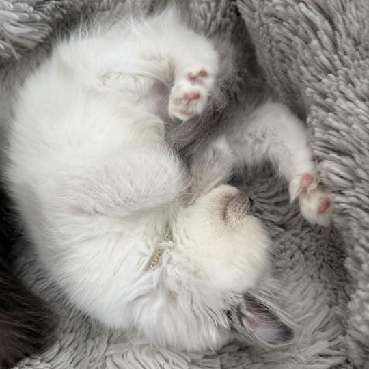chaton Ragdoll blue point mitted Blanc Les Ragdolls de la Croisette