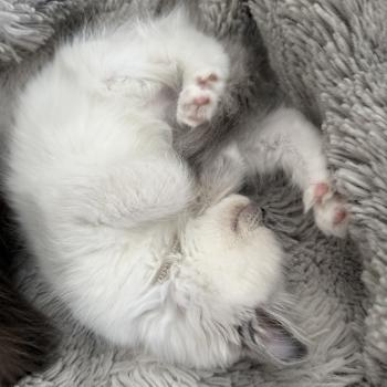 chaton Ragdoll blue point mitted Blanc Les Ragdolls de la Croisette