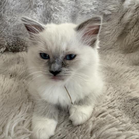 chaton Ragdoll blue point mitted Blanc Les Ragdolls de la Croisette