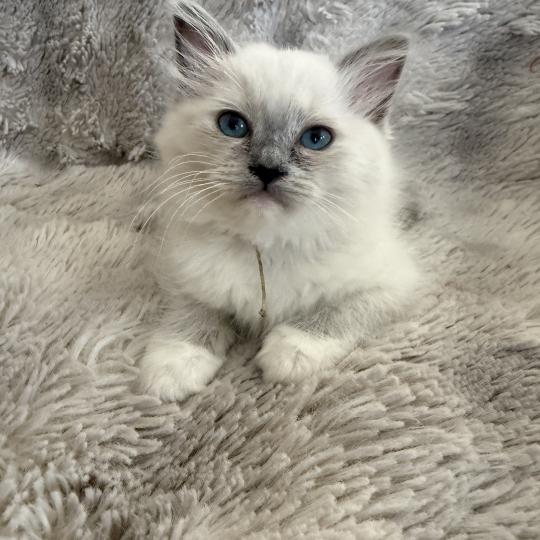 chaton Ragdoll blue point mitted Blanc Les Ragdolls de la Croisette