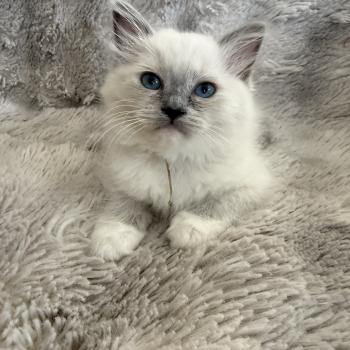chaton Ragdoll blue point mitted Blanc Les Ragdolls de la Croisette