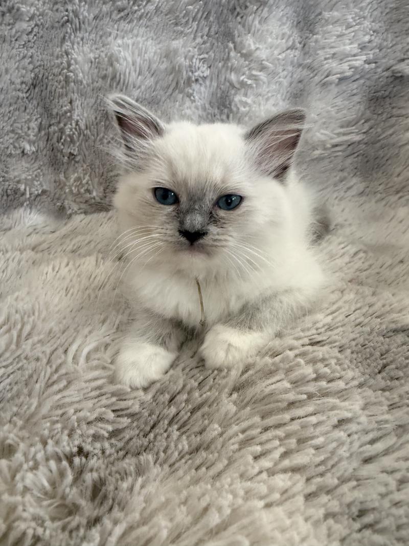 Blanc De La Croisette Femelle Ragdoll