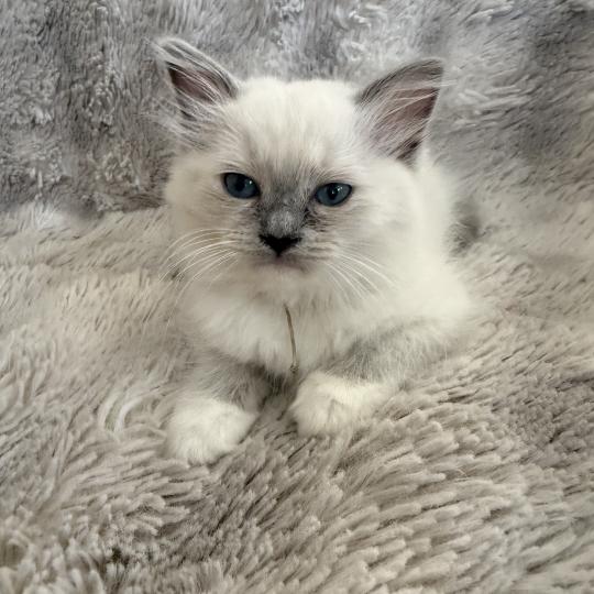 chaton Ragdoll blue point mitted Blanc Les Ragdolls de la Croisette