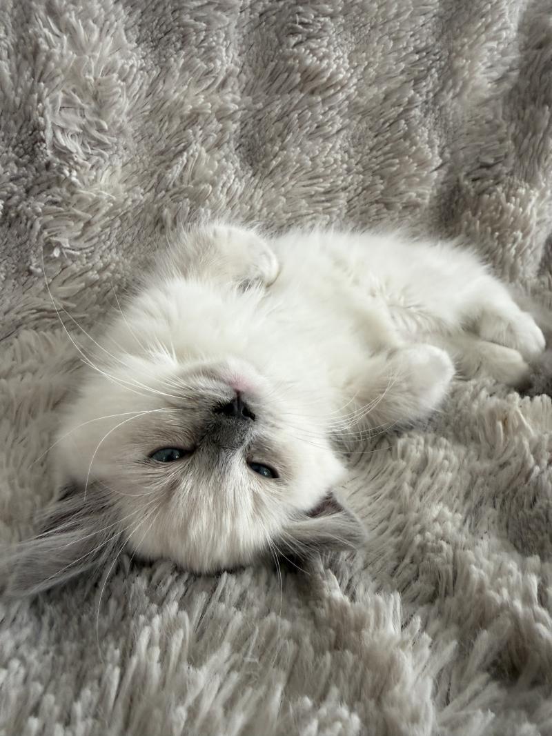 Blanc De La Croisette Femelle Ragdoll