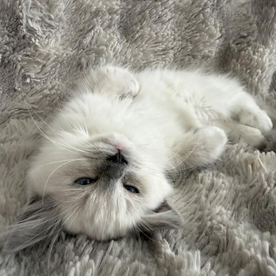 Blanc De La Croisette Femelle Ragdoll