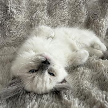 Blanc De La Croisette Femelle Ragdoll