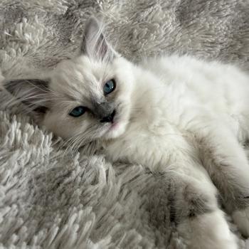 chaton Ragdoll blue point mitted Blanc Les Ragdolls de la Croisette