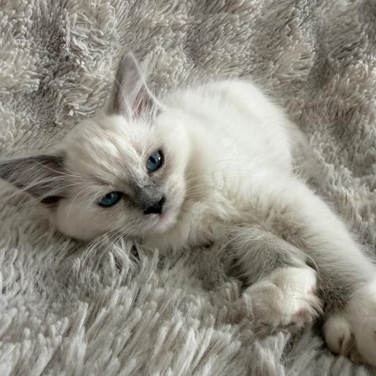 chaton Ragdoll blue point mitted Blanc Les Ragdolls de la Croisette