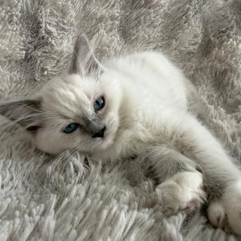 chaton Ragdoll blue point mitted Blanc Les Ragdolls de la Croisette