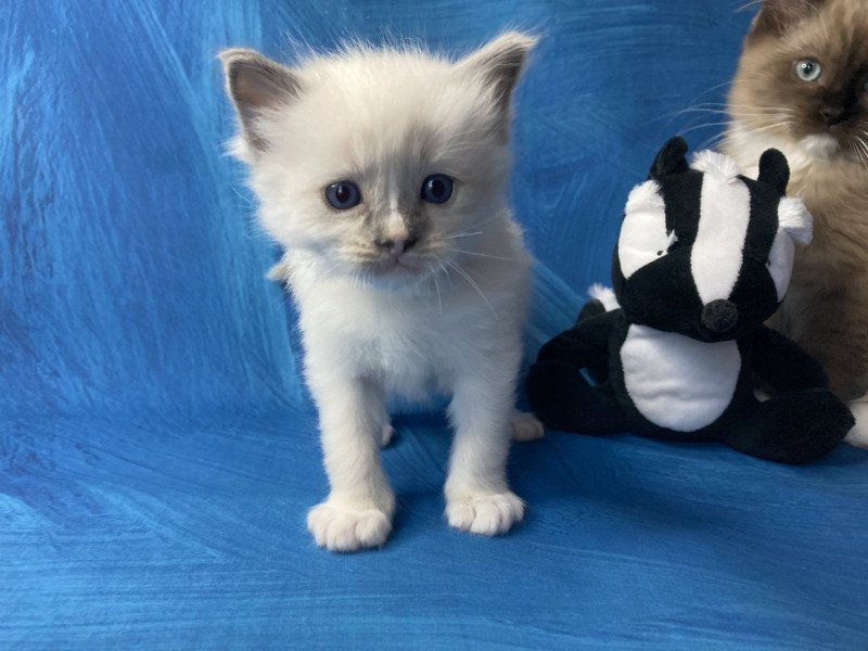 Simba De La Croisette Mâle Ragdoll