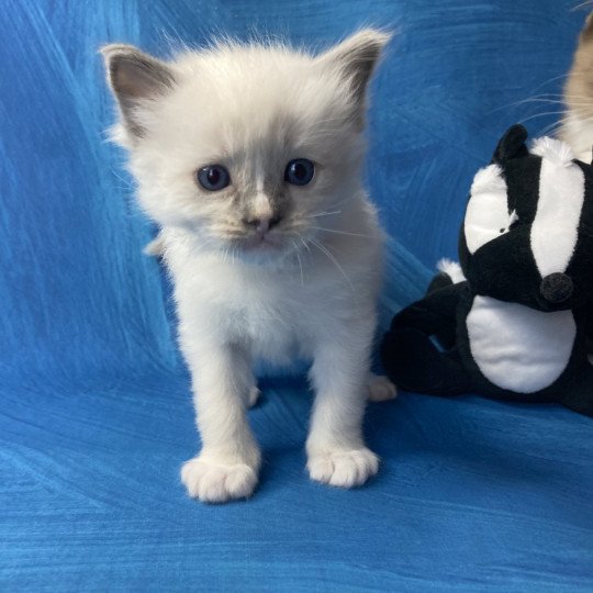 chaton Ragdoll blue point mitted Blanc Les Ragdolls de la Croisette