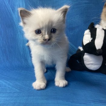 chaton Ragdoll blue point mitted Blanc Les Ragdolls de la Croisette