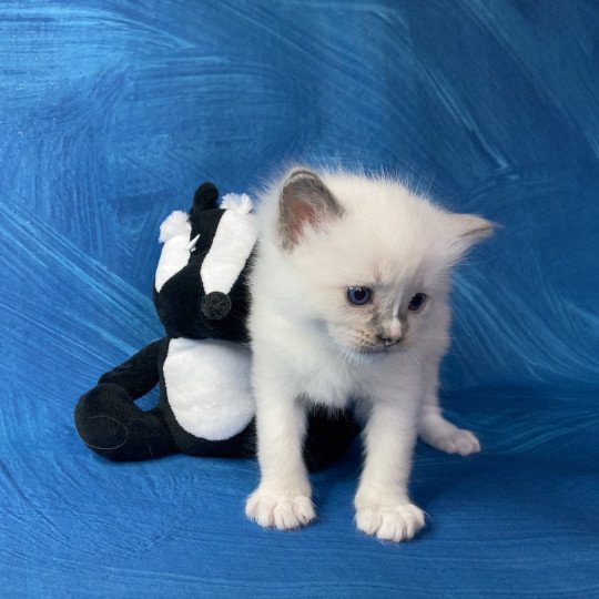 chaton Ragdoll blue point mitted Blanc Les Ragdolls de la Croisette