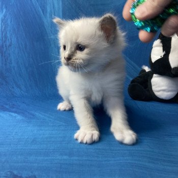 chaton Ragdoll blue point mitted Blanc Les Ragdolls de la Croisette