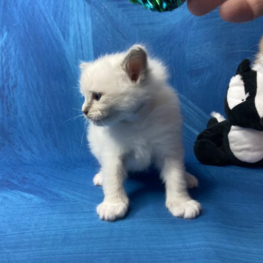 chaton Ragdoll blue point mitted Blanc Les Ragdolls de la Croisette