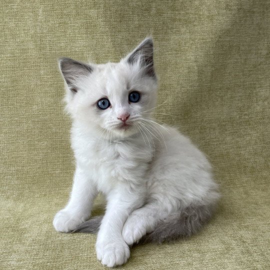 chaton Ragdoll blue point bicolor Topaze Les Ragdolls de la Croisette