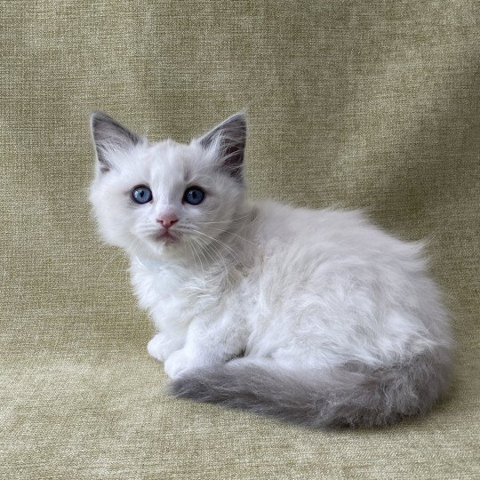 chaton Ragdoll blue point bicolor Topaze Les Ragdolls de la Croisette