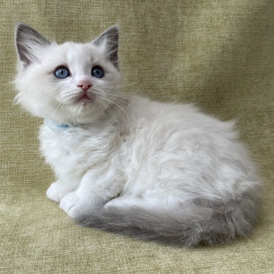 chaton Ragdoll blue point bicolor Topaze Les Ragdolls de la Croisette